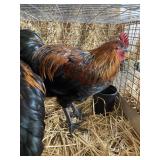 bcm chickens
