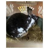 doe rabbit