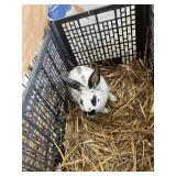 buck rabbit