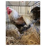 rooster