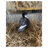 black bibbed call duck