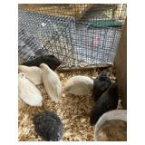 button quail