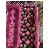 4 dozen button quail eggs