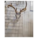 Deer ?? skull ??
