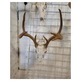 Deer ?? skull ??