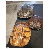3 turtle ?? shells