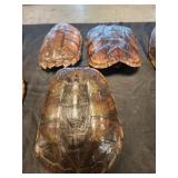 3 turtle ?? shells