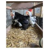 cochin bantams