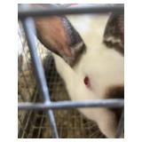 doe rabbit