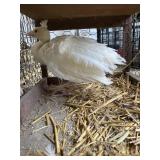 white peacock