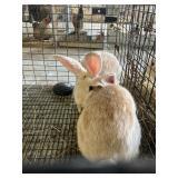 cream deargion rabbits buck and doe