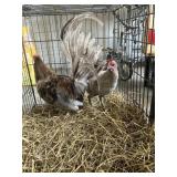 pair of game birds