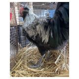 butter cup rooster