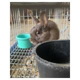netherland dwarf buck