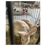cream deargion rabbits buck and doe