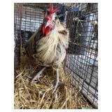 butter cup rooster