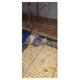 button quail