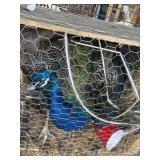 malr peacock