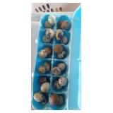 1 doz button quail eggs