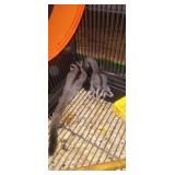 pair of sugar gliders