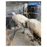 royal palm hens