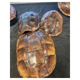 3 turtle ?? shells