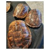 3 turtle ?? shells