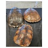 3 turtle ?? shells