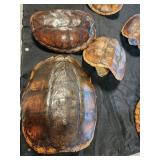 3 turtle ?? shells