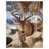 Deer mount