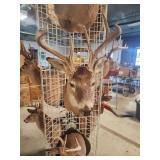 Deer ?? mount