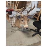 Deer ?? mount
