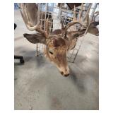 Deer ?? mount