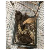 Pullets