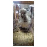 Silkie roosters