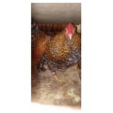 Creol old english rooster