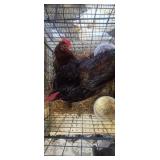 Pair of rhode island red bantams