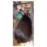 New Zeland Black doe