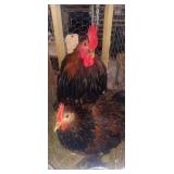 Pair of bb red cochins
