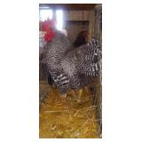 Pair od barred rock bantams