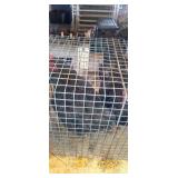 Austrolops hens
