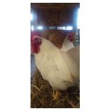 Pair of white rock bantams