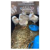 white chics off heat