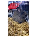 mini rex buck black