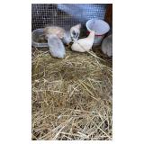 button quail brown grey