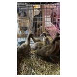 khaki campbell ducklings