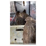 button quail brown grey