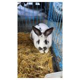 doe new zeland is bred