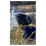 young ayam cemani rooster