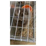 CHCOC LION HEAD BUCK